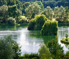 Jezioro, Wierzby płaczące, Drzewa