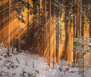 Zima, Przebijające światło, Las