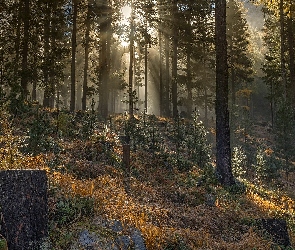 Drzewa, Rośliny, Przebijające światło, Sosny, Las
