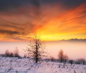 Drzewa, Zima, Mgła, Góry, Wschód słońca, Chmury, Krzewy
