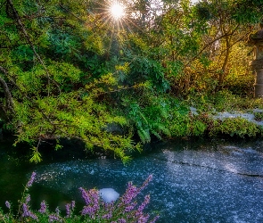 Stany Zjednoczone, Seattle, Kubota Garden, Stan Waszyngton, Różanecznik, Krzewy, Promienie słońca, Latarnia, Staw, Ogród