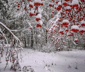 Drzewa, Śnieg, Zima, Jarzębina