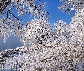 Drzewa, Trawa, Rzeka, Szron, Zima