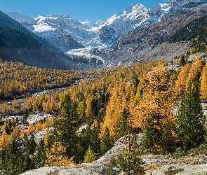 Żółte, Góry, Jesień, Szwajcaria, Lodowiec Morteratschgletscher, Drzewa, Kanton Gryzonia, Skały