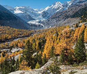 Góry, Drzewa, Jesień, Żółte, Kanton Gryzonia, Skały, Szwajcaria, Lodowiec Morteratschgletscher