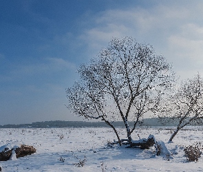 Niebo, Rośliny, Pole, Zima, Bezlistne, Drzewa