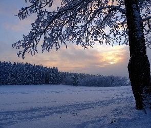 Zachód słońca, Śnieg, Pole, Zima, Las, Drzewo