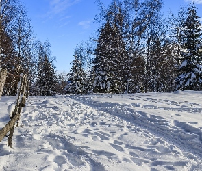 Śnieg, Drzewa, Ogrodzenie, Ścieżka, Zima