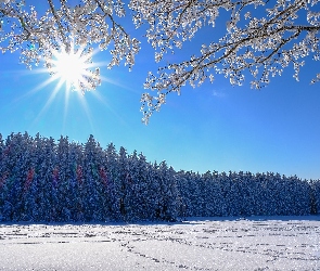 Las, Ślady, Zima, Pole, Gałęzie, Drzewa, Promienie słońca, Śnieg