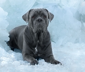 Lód, Cane corso, Grafitowy, Pies