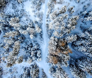 Zima, Las, Z lotu ptaka, Drzewa, Śnieg, Droga