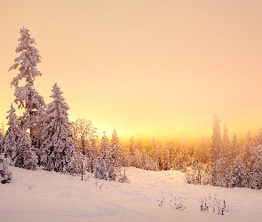 Śnieg, Mgła, Wschód słońca, Drzewa, Zima