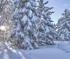 Słońca, Światło, Ośnieżone, Las, Drzewa, Zima