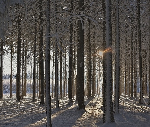 Zima, Las, Promienie słońca, Wysokie, Drzewa, Śnieg
