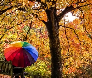 Jesień, Drzewa, Ławka, Para, Kolorowa, Parasolka