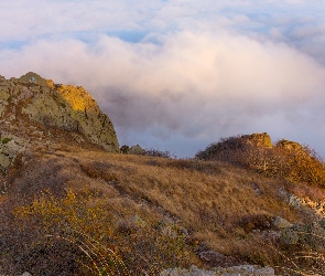 Rośliny, Pożółkłe, Góra, Skały