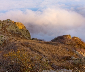 Góra, Rośliny, Pożółkłe, Skały