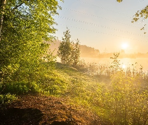 Jezioro, Mgła, Drzewa, Wschód słońca, Las