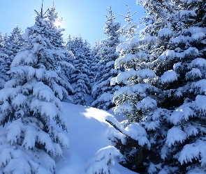 Zima, Śnieg, Słoneczne, Świerki, Światło, Drzewa