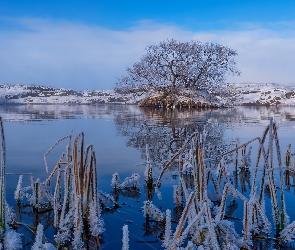 Zima, Drzewo, Islandia, Trawy, Jezioro Myvatn, Oszronione