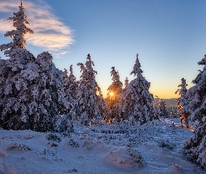 Śnieg, Chmura, Promienie słońca, Drzewa, Zima