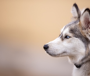 Profil, Głowa, Pies, Siberian husky
