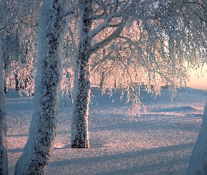 Drzewa, Śnieg, Zima, Ośnieżone