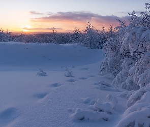 Drzewa, Wschód słońca, Śnieg, Krzewy, Zima