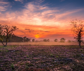 Wrzosowisko, Brabancja Północna, Niebo, Holandia, Someren Heide, Kolorowe, Łąka, Drzewa, Zachód słońca