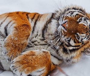 Leżący, Śnieg, Łapy, Tygrys