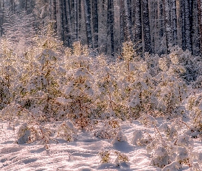 Zima, Śnieg, Młode, Poranek, Krzewy, Las, Drzewa