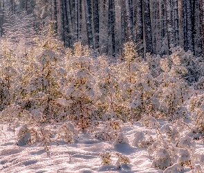 Młode, Las, Poranek, Krzewy, Śnieg, Zima, Drzewa