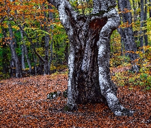 Las, Pień, Pęknięty, Drzewa