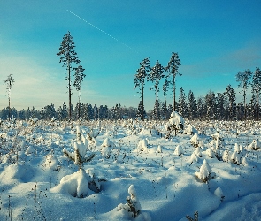 Drzewa, Zima, Śnieg, Krzewy, Domy