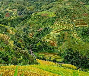 Pola ryżowe, Tarasy, Wietnam, Wzgórza, Doliny, Drzewa