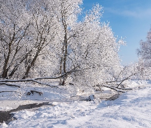 Śnieg, Rzeczka, Las, Drzewa