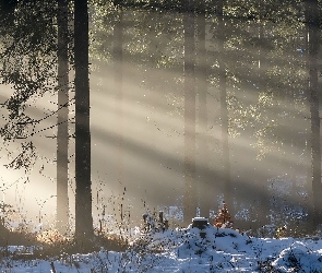 Przebijające Światło, Śnieg, Drzewa, Las