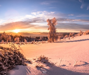 Góry, Polska, Drzewa, Wschód słońca, Zima, Śnieg, Beskidy