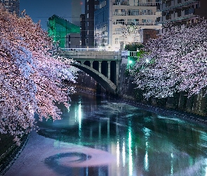 Drzewa, Okwiecone, Japonia, Rzeka Meguro, Most, Tokio, Domy