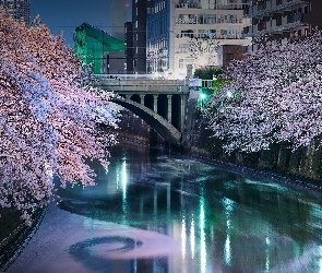Tokio, Most, Drzewa, Japonia, Rzeka Meguro, Okwiecone, Domy