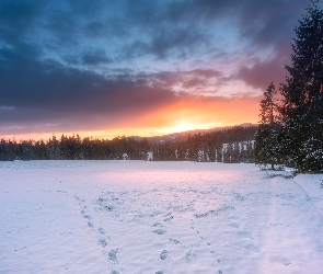 Drzewa, Ślady, Góry, Wschód słońca, Śnieg, Zima, Las