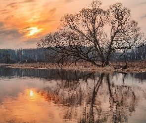 Słoneczny, Odbicie, Drzewo, Rzeka, Dzień