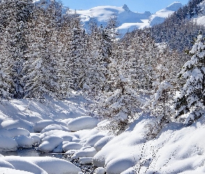 Kanton Gryzonia, Potok, Szwajcaria, Zima, Drzewa, Pontresina, Las, Śnieg