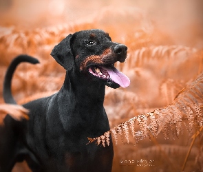 Doberman, Paprocie, Pies