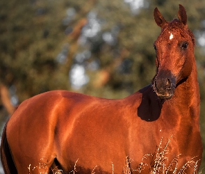 Koń, Kasztanowaty