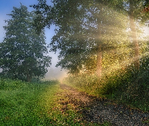 Las, Ścieżka, Przebijające światło, Trawa, Wschód słońca, Drzewa