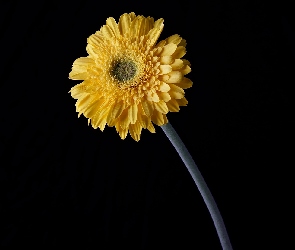 Żółta, Tło, Ciemne, Gerbera