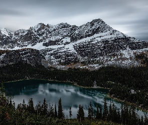 Kanada, Las, Góry, Drzewa, Canadian Rockies, Lake OHara, Kolumbia Brytyjska, Park Narodowy Yoho, Jezioro