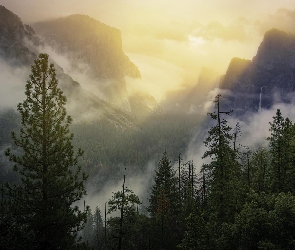 Dolina, Stan Kalifornia, Drzewa, Stany Zjednoczone, Lasy, Góry, Yosemite Valley, Park Narodowy Yosemite, Mgła