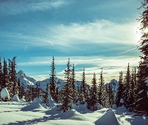 Góry, Waszyngton, Stany Zjednoczone, Zima, Zaspy, Drzewa, Promienie słońca, Park Narodowy Mount Rainier